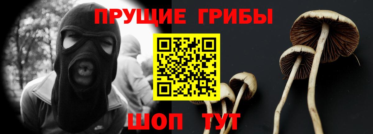 Галлюциногенные грибы Psilocybe Вичуга